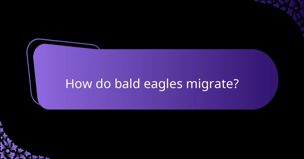 How do bald eagles migrate?