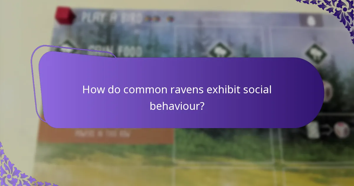 How do common ravens exhibit social behaviour?