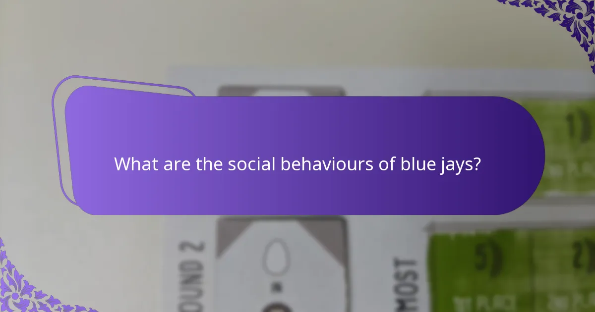 What is the diet of blue jays?