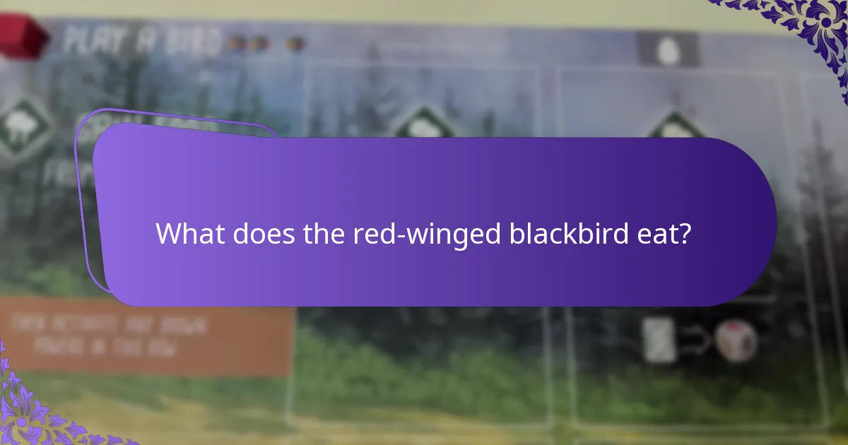 How does the red-winged blackbird’s behaviour adapt to environmental changes?